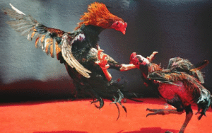 Hướng dẫn tham gia đá gà tại nhà cái DABET cho người mới